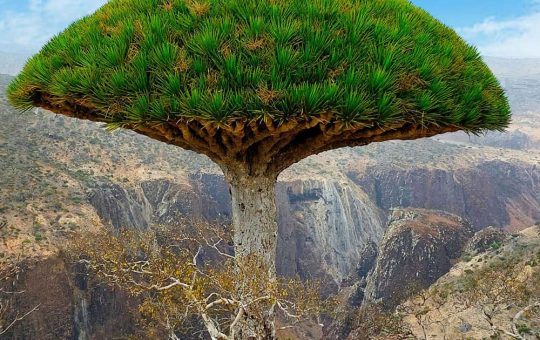 Unlock the Hidden Wonders of Socotra with a Unique Trip Experience